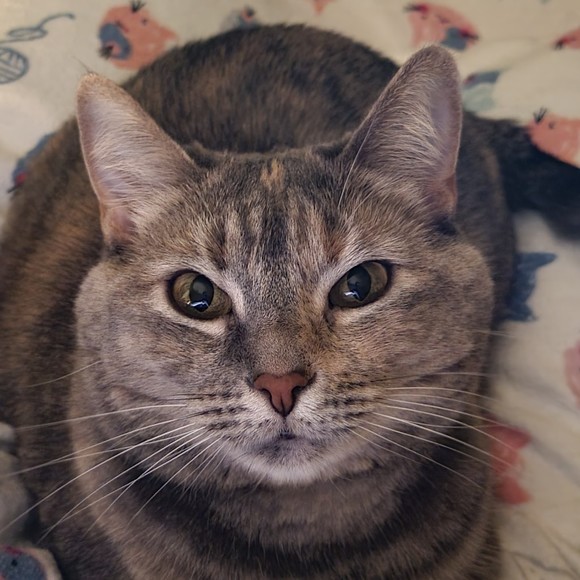 Meet your Posher, Posh - Picture 1 of 1